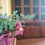 Gli Oleandri * Torri Del Benaco