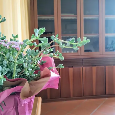 Gli Oleandri * Torri Del Benaco